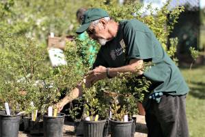 Master Gardener Keith Dekker works in Sequims Woodcock Demonstration Garden, headquarters for the Clallam County Master Gardeners plant sale. (Photo courtesy of Sandy Macias-Cortez)