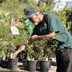 Master Gardener Keith Dekker works in Sequims Woodcock Demonstration Garden, headquarters for the Clallam County Master Gardeners plant sale. (Photo courtesy of Sandy Macias-Cortez)
