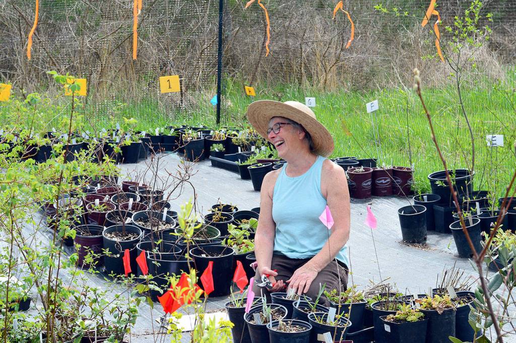 Candice Gohn of the Jefferson County Master Gardeners has helped prepare thousands of plants for the online sale starting today. (Diane Urbani de la Paz/Peninsula Daily News)