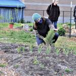 Community Wellness Project board member Shelby Smith checks on the rosemary in Chimacum Schools pizza garden while a team of Jefferson County Master Gardeners  from left, Candice Gohn, Susan Sparks and Honey Niemann  explore the rest of the project Monday evening. (Diane Urbani de la Paz/Peninsula Daily News)