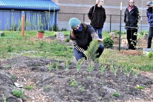 Community Wellness Project board member Shelby Smith checks on the rosemary in Chimacum Schools pizza garden while a team of Jefferson County Master Gardeners  from left, Candice Gohn, Susan Sparks and Honey Niemann  explore the rest of the project Monday evening. (Diane Urbani de la Paz/Peninsula Daily News)