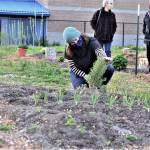 Community Wellness Project board member Shelby Smith checks on the rosemary in Chimacum Schools pizza garden while a team of Jefferson County Master Gardeners  from left, Candice Gohn, Susan Sparks and Honey Niemann  explore the rest of the project Monday evening. (Diane Urbani de la Paz/Peninsula Daily News)