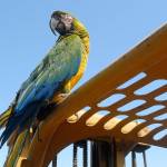 Pancho the parrot, who is often featured on Leo Gooldins YouTube videos, oversees the Tally Ho construction site Tuesday. (Keith Thorpe/Peninsula Daily News)