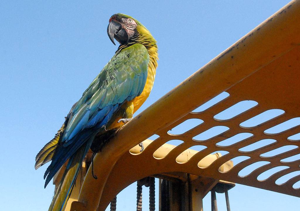 Pancho the parrot, who is often featured on Leo Gooldins YouTube videos, oversees the Tally Ho construction site Tuesday. (Keith Thorpe/Peninsula Daily News)