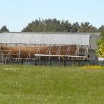 The racing cutter Tally Ho sits under a protective covering on Tuesday in rural Sequim. (Keith Thorpe/Peninsula Daily News)