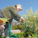 Evelyn Simpson of Port Angeles cuts away a kale plant that had gone to seed in her plot at the Fifth Street Community Garden on Tuesday in Port Angeles. She said the plant, which had over wintered and become woody, would be removed to make way for another plant. (Keith Thorpe/Peninsula Daily News)