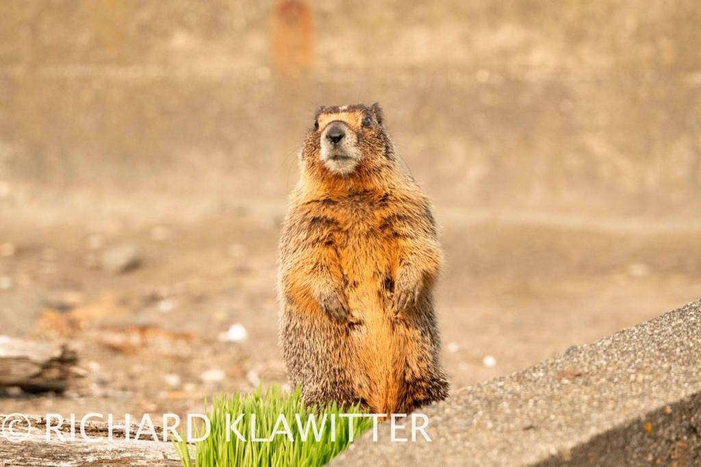 This yellow-bellied marmot now calls Sequim home after being spotted in the area in March. Its native to Eastern Washington and more arid climates. Photo courtesy Richard Klawitter