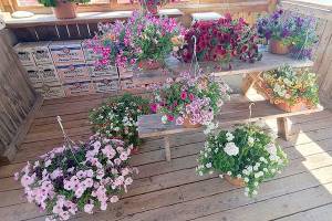 Andrew May/For Peninsula Daily News