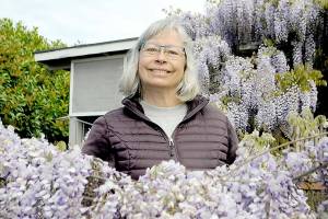 LeeAnn Nolan said her wisteria, nicknamed Medusa, has become an attraction for people with many stopping by to snap photos while its in bloom. (Matthew Nash/Olympic Peninsula News Group)