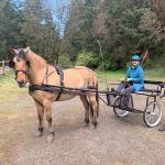 Photo courtesy of Andrea Gold
In Port Townsend Sarah “Sally” Dean, seated, helps prepare Juelie Dalzell and her horse Jack to pull the cart Dalzell and her husband Jeff Chapman took this month for a 18-day, 240-mile journey on The Palouse to Cascades trail.