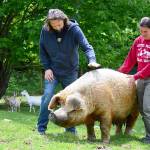 MayBelle the pig is one of the larger residents at Quilcenes Center Valley Animal Rescue ranch, where fundraising director Marshall Gooch and board director Sara Penhallegon will host an auction and celebration online Saturday evening. (Diane Urbani de la Paz/Peninsula Daily News)