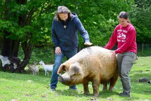 MayBelle the pig is one of the larger residents at Quilcenes Center Valley Animal Rescue ranch, where fundraising director Marshall Gooch and board director Sara Penhallegon will host an auction and celebration online Saturday evening. (Diane Urbani de la Paz/Peninsula Daily News)