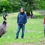 Dosewallips the emu is among the 125 residents at Center Valley Animal Rescue in Quilcene, where fundraising director Marshall Gooch and board director Sara Penhallegon will host an auction and celebration online Saturday evening. (Diane Urbani de la Paz/Peninsula Daily News)