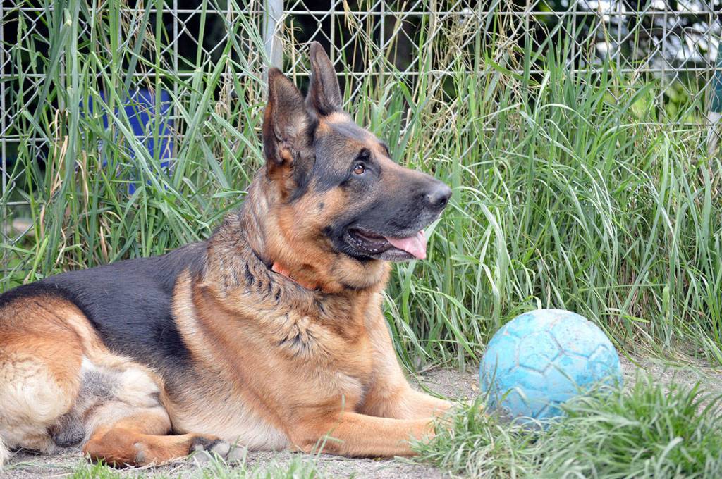 Victor, a three-legged German shepherd, is one of the adoptable pets at Center Valley Animal Rescue. The nonprofit organization will host an online showcase of rehabilitated and adopted animals Saturday evening. (Diane Urbani de la Paz/Peninsula Daily News)