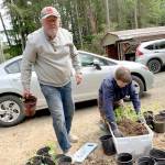 Dahlia expert Harold Jensen works with Cecile Culp on plant starts for the Quilcene Brinnon Garden Club's big plant sale Saturday and Sunday at the Brinnon Community Center. 
photo by Laurie Mattson
