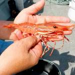 WDFW photo A day was added to spot shrimp season in Marine Area 9.