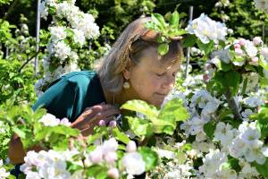 Summer brings smella-vision to the Alpenfire orchard, co-owner Nancy Bishop says. (Diane Urbani de la Paz/Peninsula Daily News)