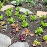 With the advent of June, continue sowing seeds in your garden such as radishes, lettuce and greens. (Andrew May/For Peninsula Daily News)