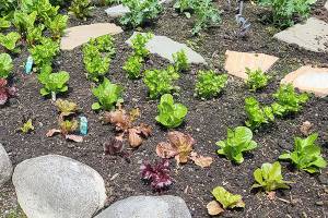 With the advent of June, continue sowing seeds in your garden such as radishes, lettuce and greens. (Andrew May/For Peninsula Daily News)