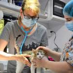 Dr. Deanna Kraft, left, and veterinary technician Devon Carney examine a kitten in the Humane Society of Jefferson Countys new surgical unit. (Diane Urbani de la Paz/Peninsula Daily News)
