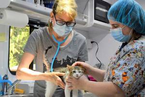 Dr. Deanna Kraft, left, and veterinary technician Devon Carney examine a kitten in the Humane Society of Jefferson Countys new surgical unit. (Diane Urbani de la Paz/Peninsula Daily News)