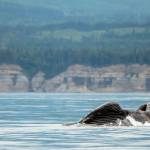 Photo courtesy April Ryan/Pacific Whale Watch Association
The humpback whale named Pop Tart for its love of breaching, surfaces in the Strait of Juan de Fuca. Pop Tart and two of his siblings were recently spotted off Port Angeles with their mother, Big Mama.