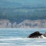 The humpback whale named Pop Tart, for its love of breaching, surfaces in the Strait of Juan de Fuca. Pop Tart and two of his siblings were recently spotted off Port Angeles with their mother, Big Mama. (Photo courtesy April Ryan/Pacific Whale Watch Association)