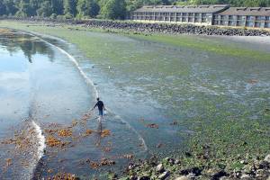 Keith Thorpe/Peninsula Daily News
A beachcomber, who asked not to be identified, roams the waterline at Hollywood Beach in Port Angeles on Friday during the lowest tide of the year. Port Angeles and Sequim each experienced a minus 3.3 tide, Crescent Bay and Neah Bay dropped to minus 3.0, La Push was minus 2.9 and Port Townsend was minus 3.7. Minus times will continue today and Monday at locations around the North Olympic Peninsula.