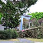 A section of a spruce tree in front of the Port Townsend Community Center, 620 Tyler St., crashed to the ground in the early hours of Tuesday, prompting Regimental Tree Care to remove the entire tree Wednesday. The multiple trunks of the tree had formed a basket, which collected water and debris and caused the tree to rot; the extreme heat earlier this week may have been a factor too, said Regimentals Rachael Cecil. Were sad that we lost a tree, said Jefferson County Parks and Recreation Manager Matt Tyler, but it had to be removed for the safety of the public and the building. (Diane Urbani de la Paz/Peninsula Daily News)