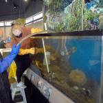 Feiro Marine Life Center docents Tom Herber, left, and Mary Cochran clean a fish tank on Thursday in preparation for todays reopening to walk-up guests. (Keith Thorpe/Peninsula Daily News)