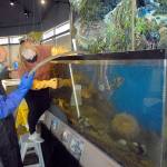 Feiro Marine Life Center docents Tom Herber, left, and Mary Cochran clean a fish tank on Thursday in preparation for todays reopening to walk-up guests. (Keith Thorpe/Peninsula Daily News)