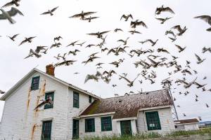 Scores of gulls fly off the roof of the lighthouse keepers residence at Point Wilson on Wednesday at Fort Worden State Park. Pleasant temperatures are expected to continue thorugh the weekend. (Steve Mullensky/For Peninsula Daily News)