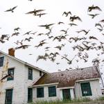 Scores of gulls fly off the roof of the lighthouse keepers residence at Point Wilson on Wednesday at Fort Worden State Park. Pleasant temperatures are expected to continue thorugh the weekend. (Steve Mullensky/For Peninsula Daily News)