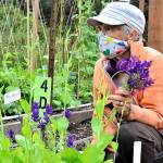 Quimper Grange garden volunteer Jo Yount cultivates greens and flowers especially for the clients of the Port Townsend Food Bank. (Diane Urbani de la Paz/Peninsula Daily News)