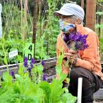 Quimper Grange garden volunteer Jo Yount cultivates greens and flowers especially for the clients of the Port Townsend Food Bank. (Diane Urbani de la Paz/Peninsula Daily News)