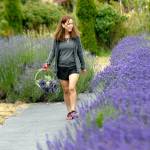 Keith Thorpe/Peninsula Daily News
Tami Johnson of Mukilteo strolls down a path between rows of lavender at Lavender Connection northwest of Sequim, a participating farm with Lavender Weekend.