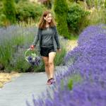 Tami Johnson of Mukilteo strolls down a path between rows of lavender at Lavender Connection northwest of Sequim, a participating farm with Lavender Weekend. (Keith Thorpe/Peninsula Daily News)