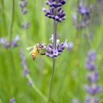 A bee pays a visit to a lavender plant at B & B Family Lavender Farm. (Keith Thorpe/Peninsula Daily News)