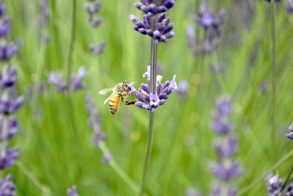 A bee pays a visit to a lavender plant at B & B Family Lavender Farm. (Keith Thorpe/Peninsula Daily News)