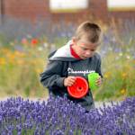 Taze Linden, 7, of Sequim attempts to catch a bee in a row of lavender at Washington Lavender. (Keith Thorpe/Peninsula Daily News)