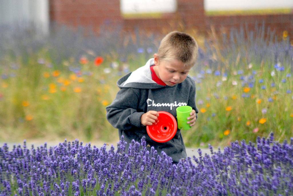 Taze Linden, 7, of Sequim attempts to catch a bee in a row of lavender at Washington Lavender. (Keith Thorpe/Peninsula Daily News)