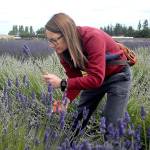 Jennifer Duckworth of Tulsa, Okla., picks lavender at B & B Family Farm on Old Olympic Highway on the first day of Lavender Weekend. (Keith Thorpe/Peninsula Daily News)