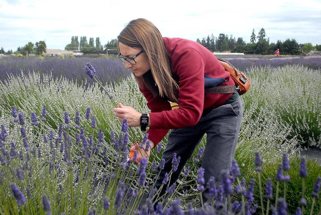 Jennifer Duckworth of Tulsa, Okla., picks lavender at B & B Family Farm on Old Olympic Highway on the first day of Lavender Weekend. (Keith Thorpe/Peninsula Daily News)