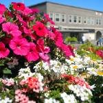 Keith Thorpe/Peninsula Daily News
A variety of flowers bloom in a city planter on Thursday in downtown Port Angeles. Numerous planters scattered around the downtown area add splashes of color for visitors and residents alike.