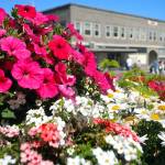 A variety of flowers bloom in a city planter on Thursday in downtown Port Angeles. Numerous planters scattered around the downtown area add splashes of color for visitors and residents alike. (Keith Thorpe/Peninsula Daily News)