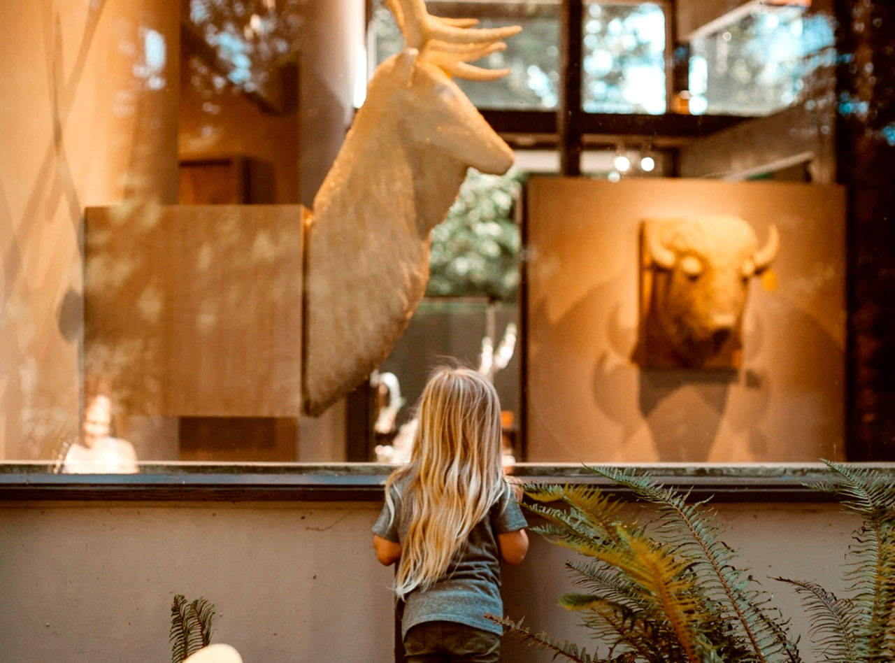 A young girl looks through a window at the Port Angeles Fine Arts Center at the exhibit Conservation From Here by artist Joseph Rossano. A presentation Thursday will key off the show, done in partnership with Olympic National Park. (Jordyn Owen)