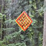 Gray Lucier of Port Angeles suspended artwork catches the sunlight in the Websters Woods Sculpture Park. A guided tour of the 5-acre forest is open to the public Saturday. (Diane Urbani de la Paz/Peninsula Daily News Diane Urbani De La Paz)