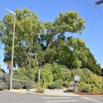 A corkscrew willow tree, a landmark at Port Townsends Gateway Park, collapsed Wednesday. A city Public Works Department crew later used straps to stabilize the high-risk portion of the tree that is still standing to reduce the risk of it falling farther into the East Sims Way-Kearney Street intersection. Working with an arborist, our next step is to further evaluate the tree, on whether or not it can be saved. We will clean up the fallen portion of the tree now that it is stabilized, Public Works Director Steve King said. Old age and rot at the trees center caused the failure, King added. (Diane Urbani de la Paz/Peninsula Daily News)