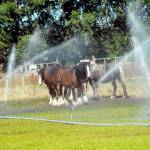 A group of horses stand amid the sprinklers on a farm along Kitchen-Dick Road west of Sequim. A prolonged dry spell on the North Olympic Peninsula has prompted many farmers to turn to irrigation to keep their fields green. Only trace amounts of rain fell in Port Angeles in July, with no measurable rain in Sequim or Port Townsend. Forks recorded 0.35 inches of rain. (Keith Thorpe /Peninsula Daily News)