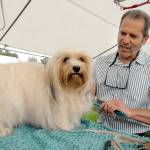 <strong>Photos by Keith Thorpe</strong>/Peninsula Daily News
Top: Kathryn Kudron of Port Angeles parades with Gavin, a great dane, during judging Saturday at Carrie Blake Park in Sequim. Above: Michael Bryant of Everett brushes the coat of G.G., a Havanese, prior to entering the show ring at the Hurricane Ridge Kennel Clubs All-Breed Show and Agility Trials. The event, which continues today at 
8 a.m., brought in hundreds of dogs from across the region for the American Kennel Club-sanctioned show.